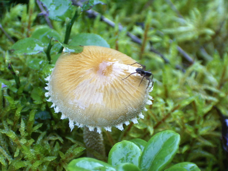 Galerina calabresi 27.11.07